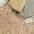 The Truth About Setting Fence Posts in Concrete