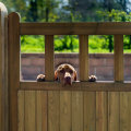 The Best Fencing Options for Dogs