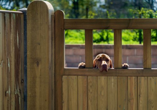 The Best Fencing Options for Dogs